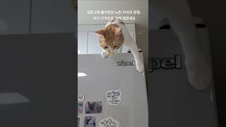 막내고양이의 애착자석, 운명은? #고양이 #고양이일상 #막내고양이 #애착 #cats #shorts