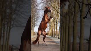 Funny Horses Show Strength Try Not To Laugh It's Really Strongest Horse Funny Video 2022 # 74