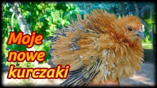 #chicken 🐓🐤🐤 Nowe kurczaki w kurniku