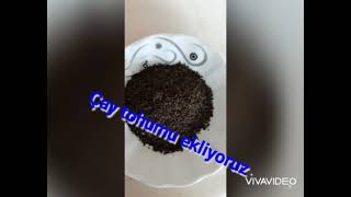 Tohum topu yapılışı İLAYDA