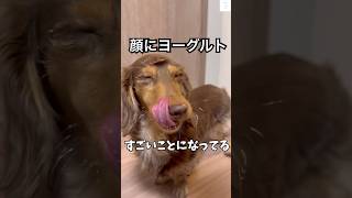 爆笑‼️ヨーグルトまみれのダックスフンド　#ダックス　#犬　#かわいい犬 #犬のいる暮らし #ダックスフンド