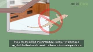 How to Get Rid of Common House Geckos