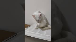 超认真的猫猫洗脸