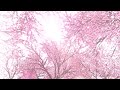 sakura music video