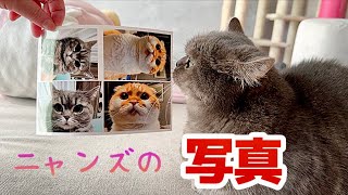 iPhoneの猫たちの写真をプリントしてみた！