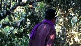 4K សត្វត្រយ៉ងយក្ស GIANT IBIS (Thaumatibis gigantea) IS THE BIRD OF CAMBODIA by bird guide