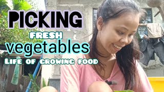 picking fresh vegetable life of growing food