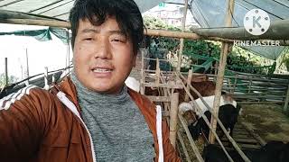 चिसोमा कसरी बाख्राहरु बच्चालाई जोगाउने /Bijaya farming/nepali bore goat farming/local nepali farmin