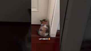 cute kitten wants to go through the door too 😡 #shorts #cat #kitten