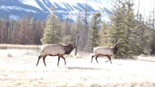 Wapiti - Hirsch im Jasper N.P.