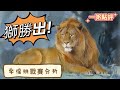 獅猿第一輪季後挑戰賽分析(10/14一粥點評)#中職#聯盟#團長#富邦#樂天#統一#中信#味全#台鋼#挑戰賽