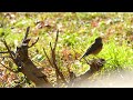 美しいルリビタ親子か 駆ける野鳥は水元公園12種