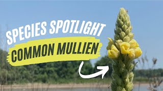 Species Spotlight | Common Mullein (Verbascum thapsus L.)