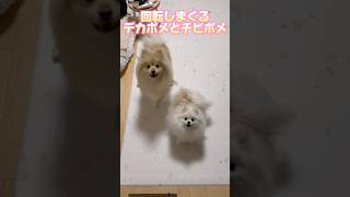 回転しまくるデカポメとチビポメ #ポメラニアン #デカポメ #犬のいる暮らし #かわいい犬 #dog #pomeranian #cutedog