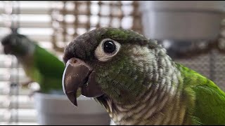 conure parakeet sounds for 7 hours