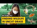 What can you actually find in grasses around you? | Biogirl MJ