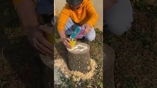 I Made A Tree Stump Disappear Using This Backyard Trick