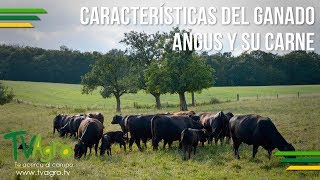 Características del Ganado Angus y su Carne - TvAgro por Juan Gonzalo Angel