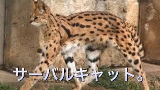 すごーい！凸るのが得意なフレンズなんだね！[アフターパルス:アフパル実況]part324