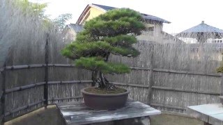 BONSAI(盆栽) \