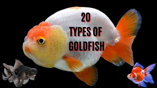 20 Types of Goldfish