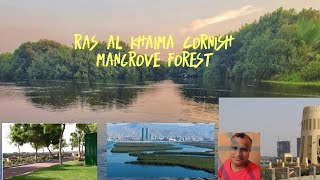 Ras al khaima mangrove forest and Cornish റാസൽ ഖൈമയിലെ  കണ്ടൽ കാടുകൾ