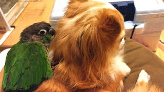 【ゆる】１年前のミロとよもちゃん。チワワの上に乗るウロコインコ☆　Chihuahua　Green-cheeked parakeet  Pyrrhura molinae