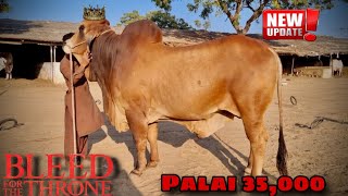 Quality palai 35,000 mai🥰 || Modern Cattle farm update❤️