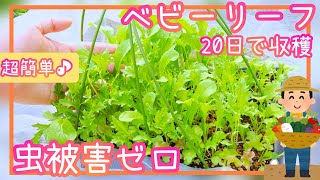 20日で収穫♪虫被害ゼロ/超簡単な育苗箱ベビーリーフ栽培/家庭菜園/プランター栽培/2023年