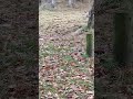 Squirrel Jump