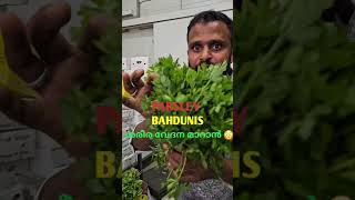 ശരീര വേദന മാറാൻ parsley 😳#shorts #malayalam #dubai #reels #leavs#parsley#kerala #medical