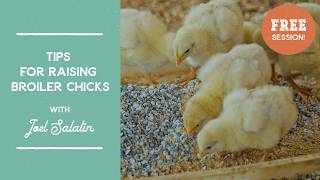 The Ultimate Guide for Starting Broiler Chicks | Joel Salatin