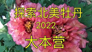 青石话牡丹芍药  “牡丹北美杂交品种群”大本营探索 2022  Tree Peony Lutea Hybrid