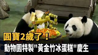 圓寶2歲了! 動物園特製\