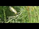 oriental greenfinch カワラヒワ