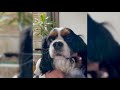 meet cavalier king charles spaniel compilation dogs videos