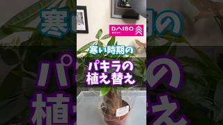 【パキラ】寒い時期のパキラの植え替え 観葉植物 #観葉植物 #plants #daiso #ダイソー #houseplants #パキラ #pachira