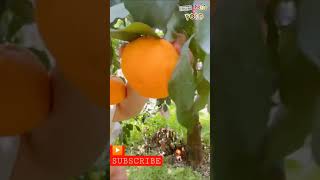 High Quality Expensive Orange Satisfying Ninja Cutting 🤤#NinjaFruitnFood