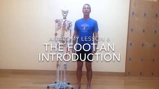 Anatomy Lesson 6:  The Foot - An Introduction