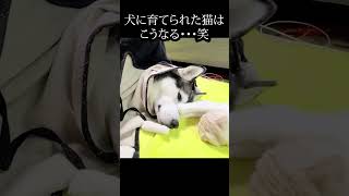 どうしても犬の顔をペタペタ触りたい子猫がかわいい...#shorts