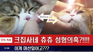 [캣튜브]크집사와 츄츄가 병원에 왔어요.