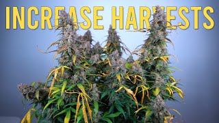 How to Increase Harvests Per Year... But Mainly An Autoflower Update