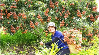 Harvesting Juicy Red Lychees Goes Market to Sell | Harvesting Fruits and Vegetables