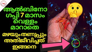 ആൽബിനോ ഗപ്പി 7 മാസം വെള്ളം മാറാതെ മഴയും തണുപ്പും അതിജീവിച്ചത് ഇങ്ങനെ....