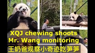 Xiao Qi Ji chewing shoots with Mr. Wang monitoring (uncut) 小奇迹吃播王奶爸察看（未剪辑）04 15 2024