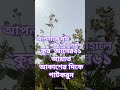 xml quranforpeace bangladua islamicreminders banglaislamicvideo