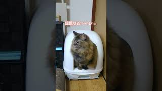 【レディのおトイレ】グリくんと同じ体勢だ...#猫 #cat #猫のいる暮らし #保護猫 #癒し