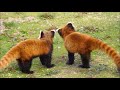 くしゃみする咲弥ちゃんりんごタイム 天王寺動物園 レッサーパンダ red panda osaka tennoji zoo