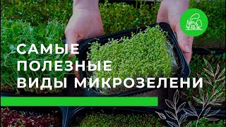 Самые полезные виды микрозелени