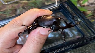 世界一簡単にカブトムシを捕まえる方法　How to catch many beetles